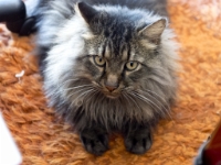 Hermes (OM 50 1.4) PB011